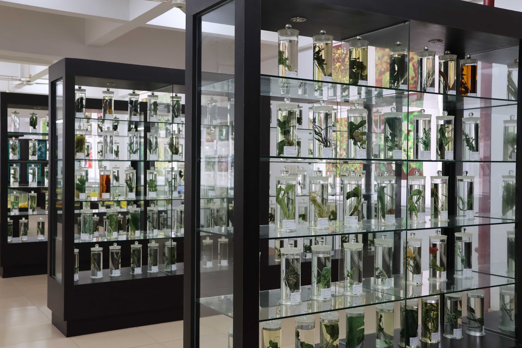 浸制标本展区